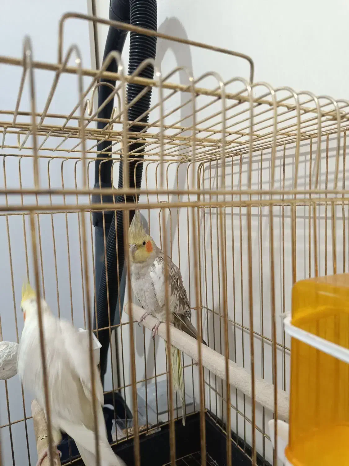 یه جفت عروس هلندی مولد سالم سرحال بهترین رنگ|پرنده|همدان, |دیوار