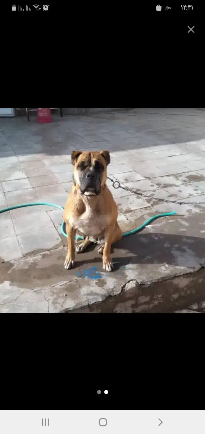 ماده سگ باکسر|سگ|رفسنجان, |دیوار