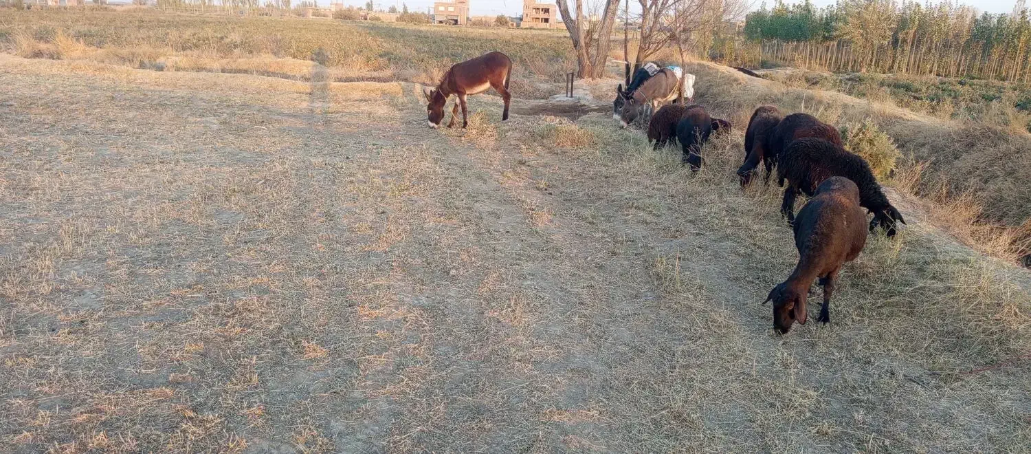 اولاغ ماده بخاطر نه بودن جا می فر شم|حیوانات مزرعه|فیروزآباد (آذربایجان), |دیوار