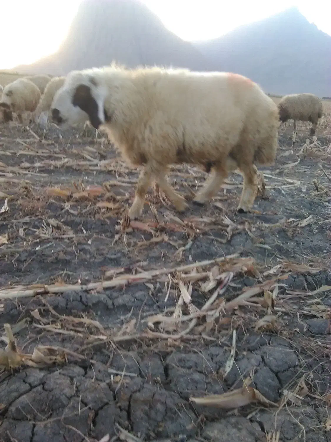 گوسفند قوچ جوان|حیوانات مزرعه|بیستون, |دیوار