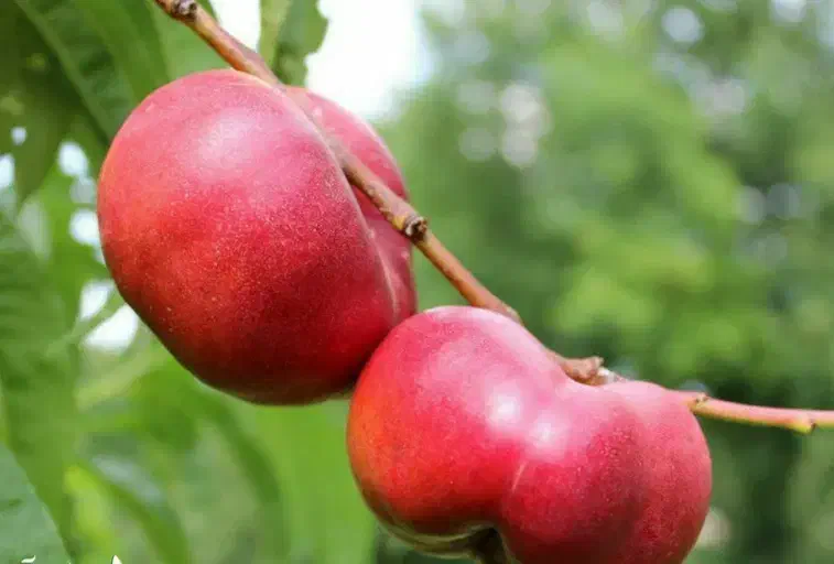 فروش نهال شلیل انجیری|خدمات باغبانی و درختکاری|لردگان, |دیوار