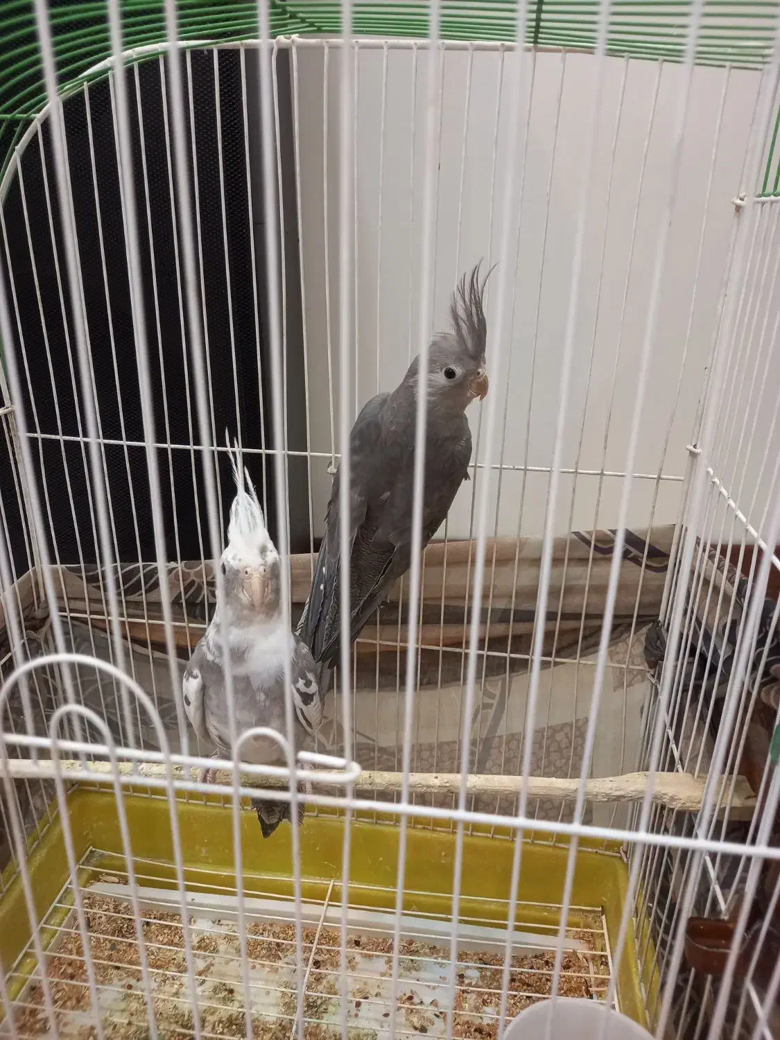 جوجه عروس هلندی سه ماهه|پرنده|ری, سیزده آبان|دیوار