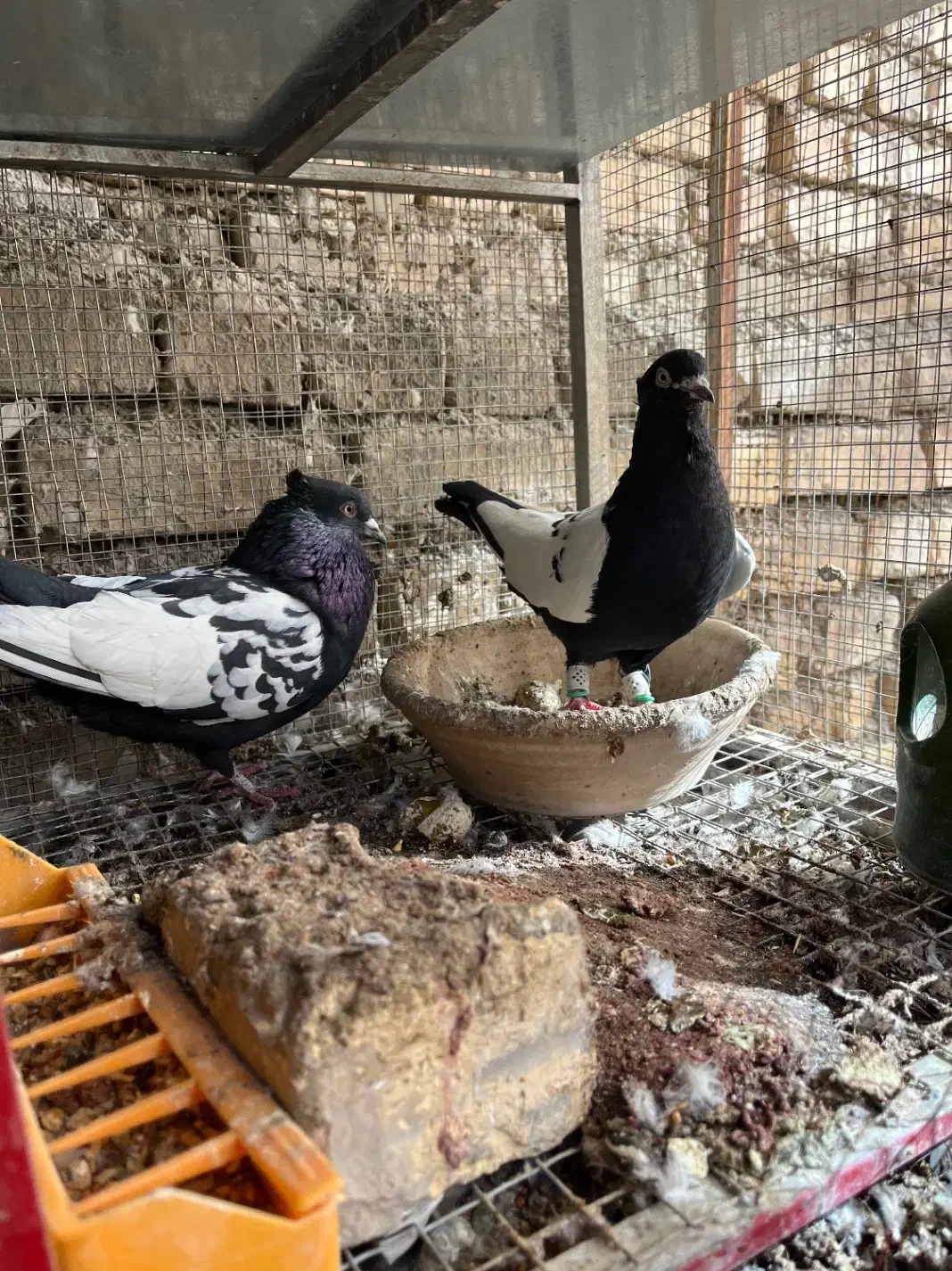 کبوتر سینه سیاه و کله سیاه|پرنده|فلاورجان, |دیوار