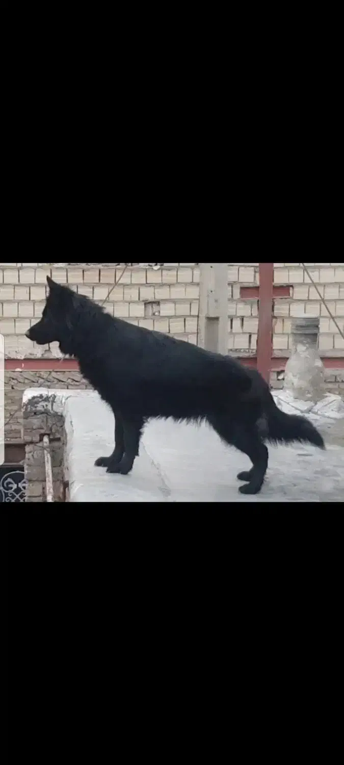 سگ ژرمن شیپرد بلک|سگ|محمدشهر, همایون ویلا|دیوار