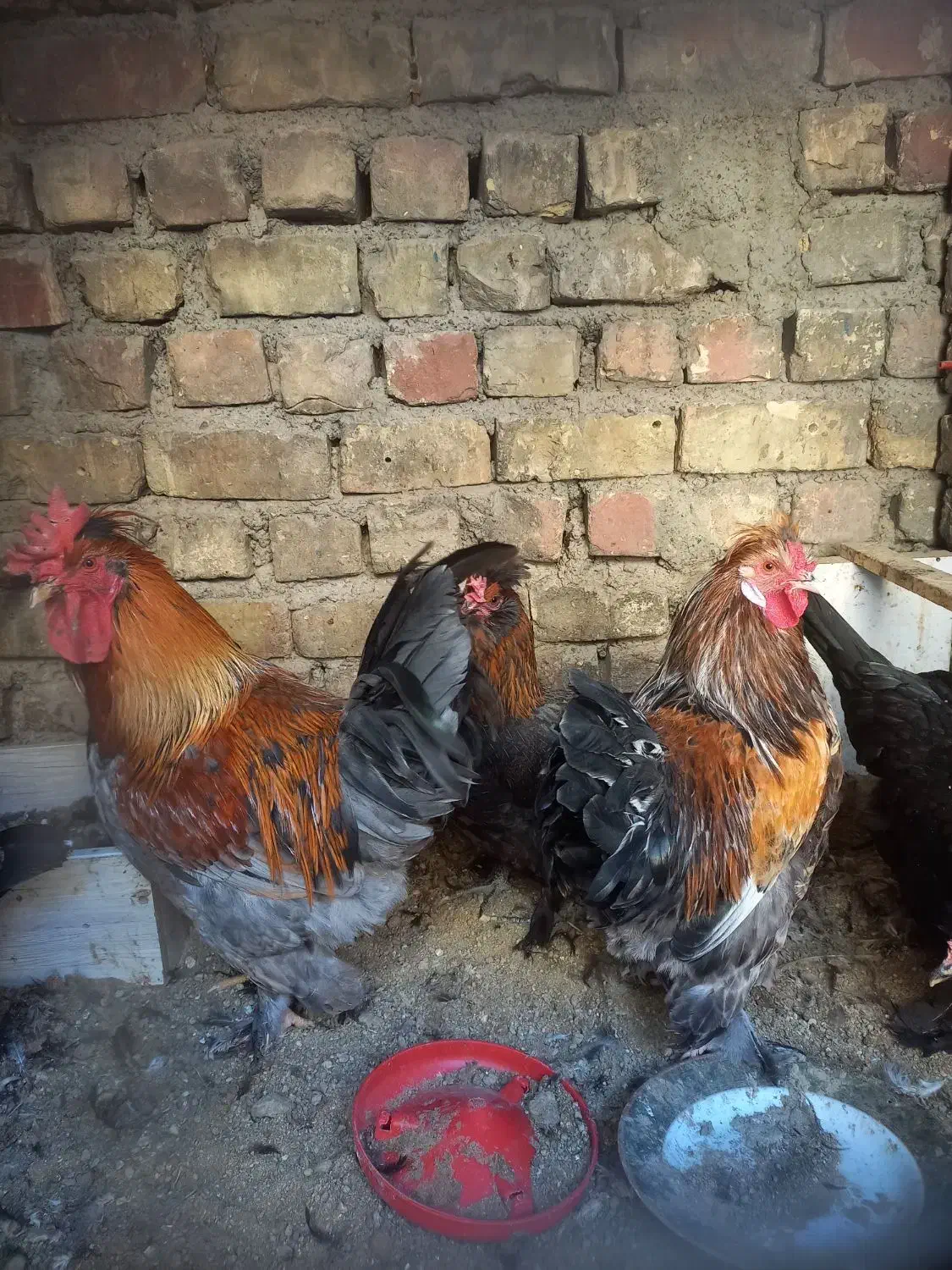 خروس بومی|حیوانات مزرعه|خمینیشهر, |دیوار