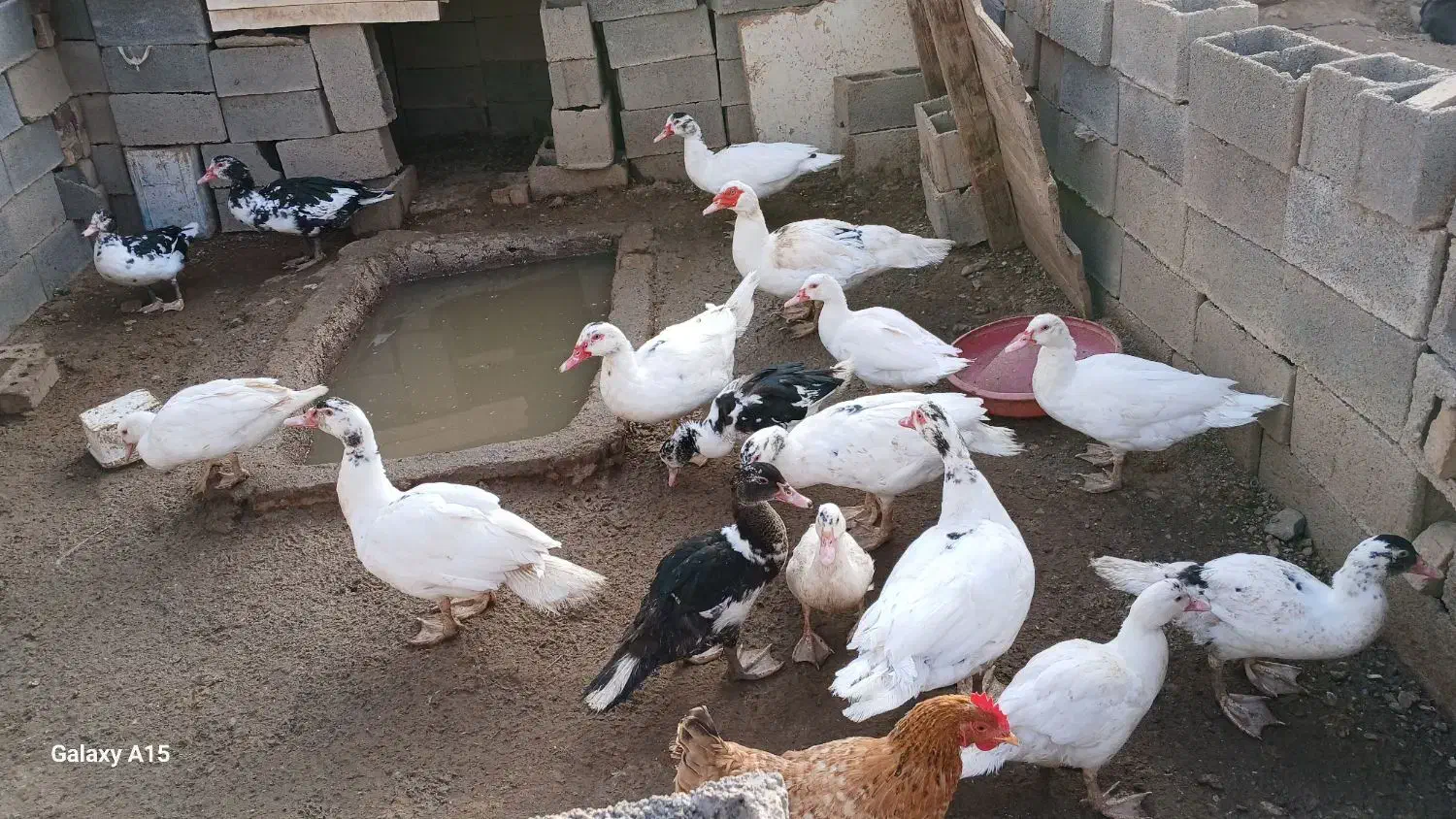 اردک شمالی سیکا|حیوانات مزرعه|تربت جام, میان جام|دیوار