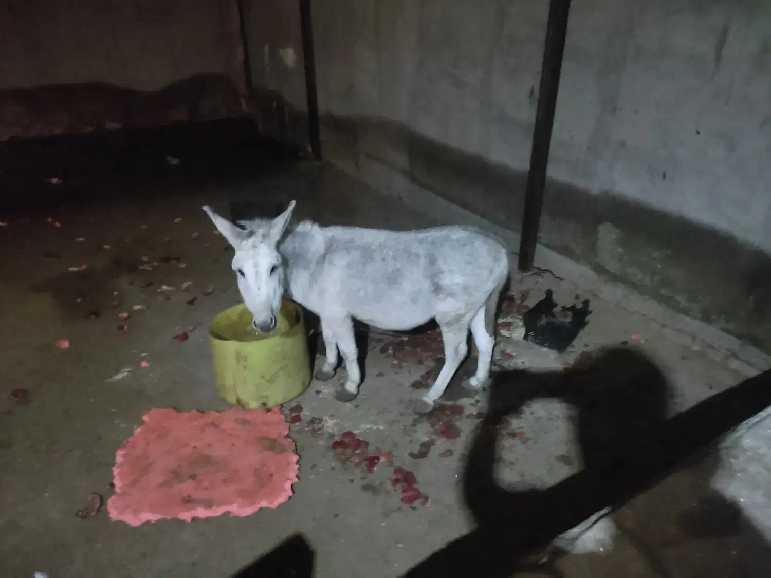 الاغ نر|حیوانات مزرعه|سلفچگان, |دیوار