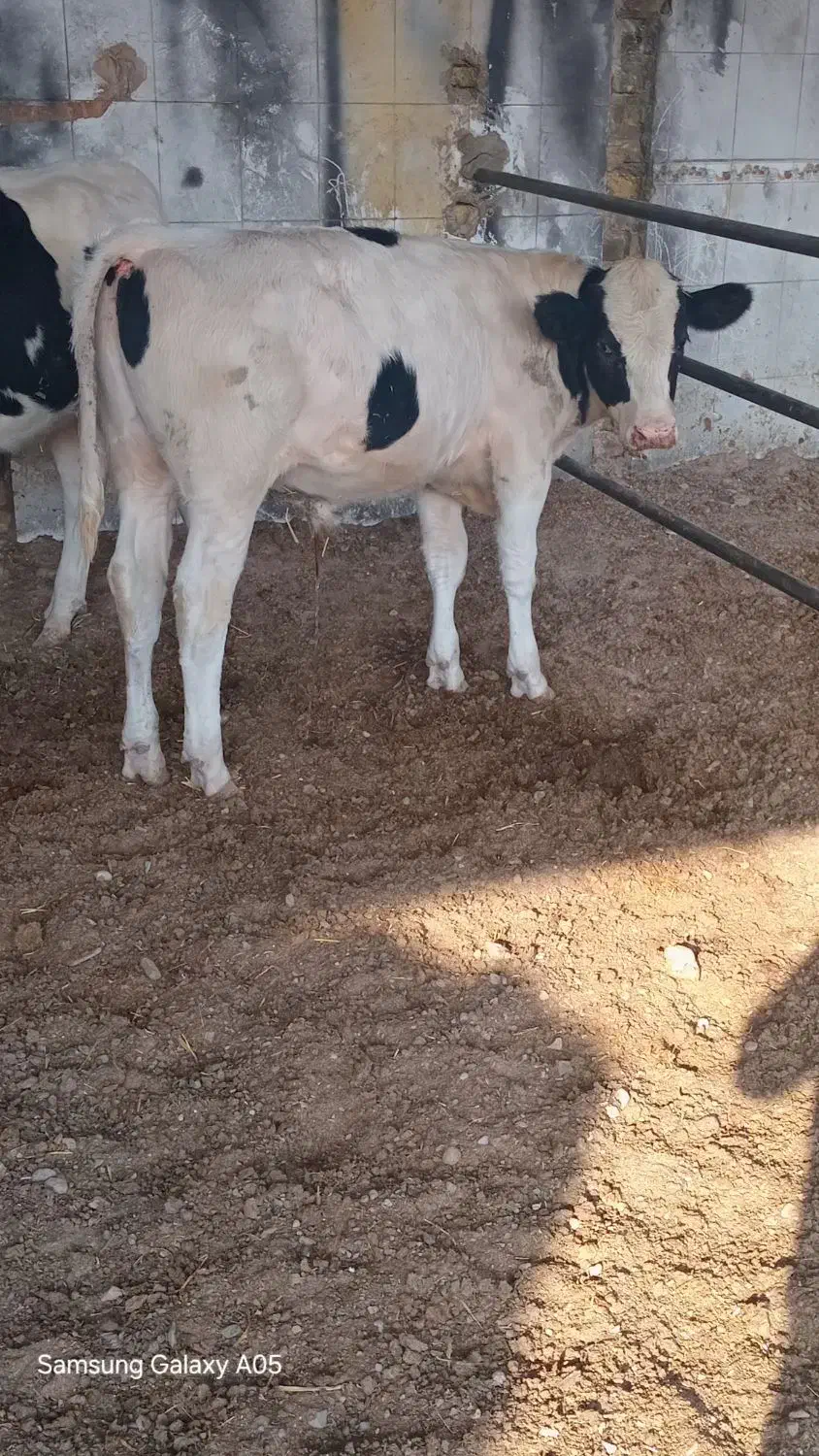 جوانه گاو گوساله نره|حیوانات مزرعه|تربت جام, معدآباد|دیوار