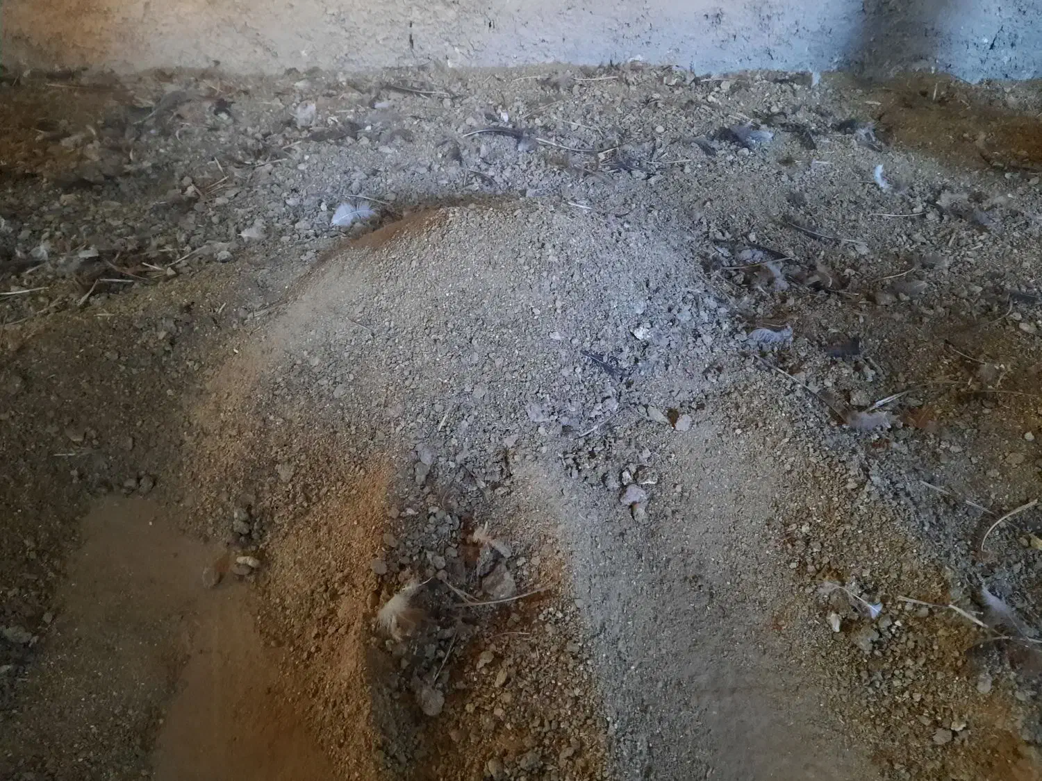 کود مرغ|لوازم جانبی حیوانات|بیرجند, |دیوار