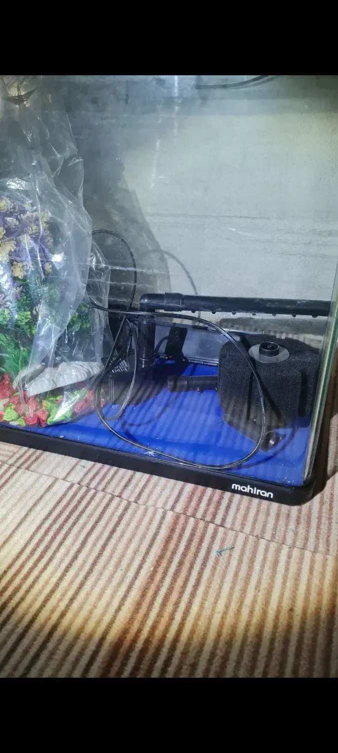 آکواریوم ماهیران|ماهی|مشهد, کوی سیدی|دیوار