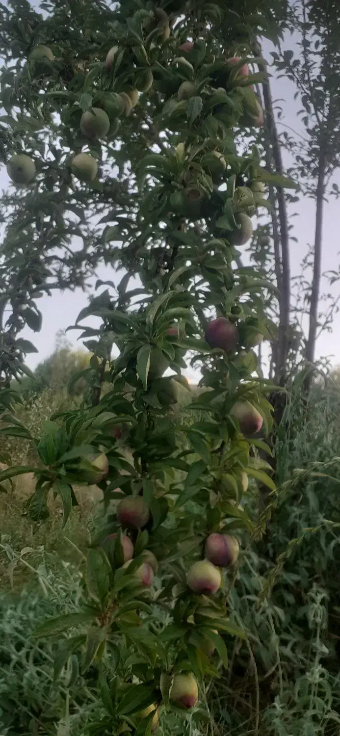 فروش باغ وزمین مزروعی|فروش زمین و ملک کلنگی|اشترینان, |دیوار