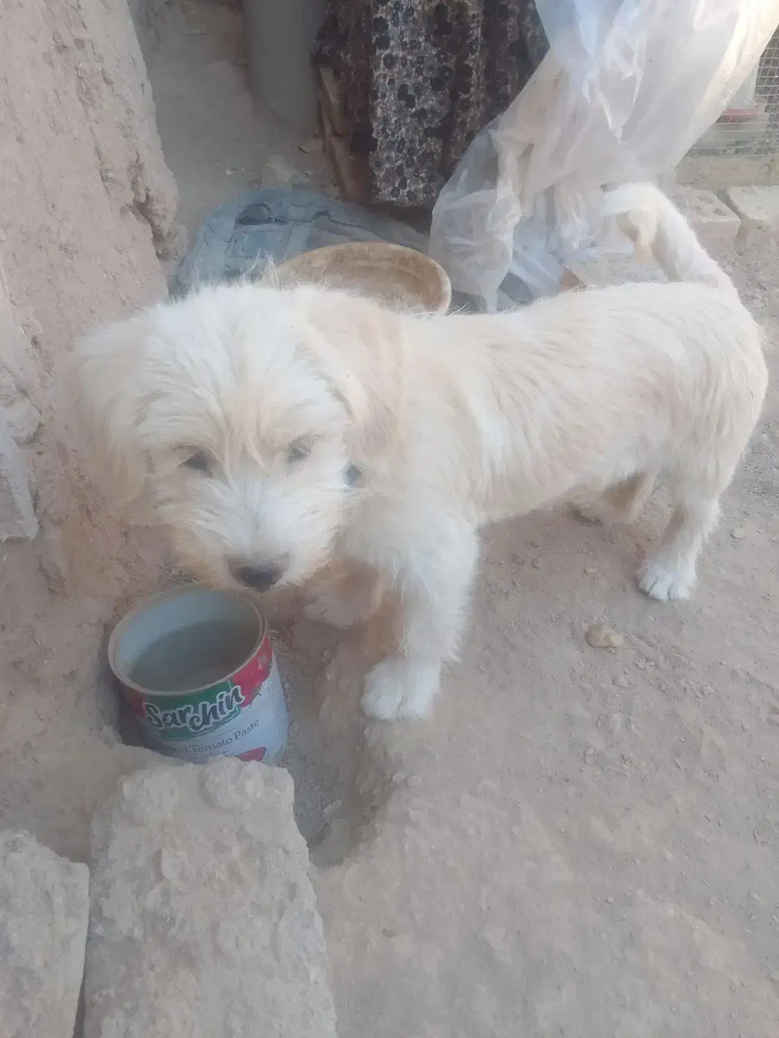 سگ فروشی|سگ|آباده, |دیوار