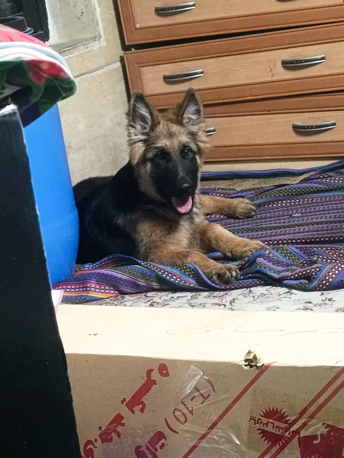 سگ ژرمن نر|سگ|مینودشت, |دیوار