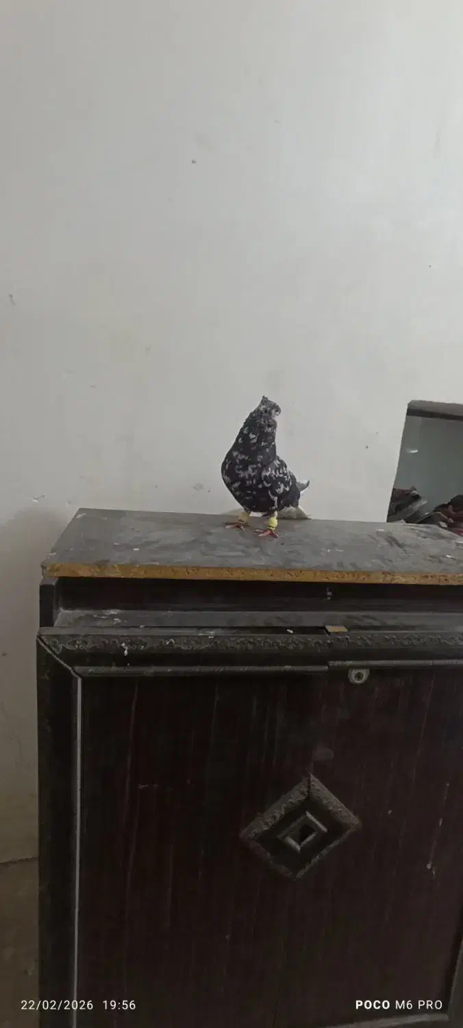 پرنده|پرنده|دهدشت, |دیوار