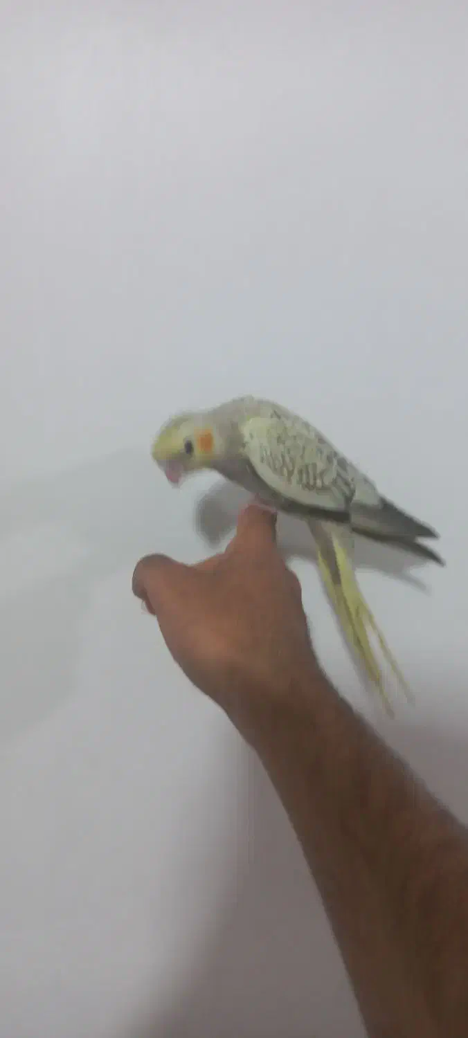 عروس هلندی دستی|پرنده|یاسوج, |دیوار