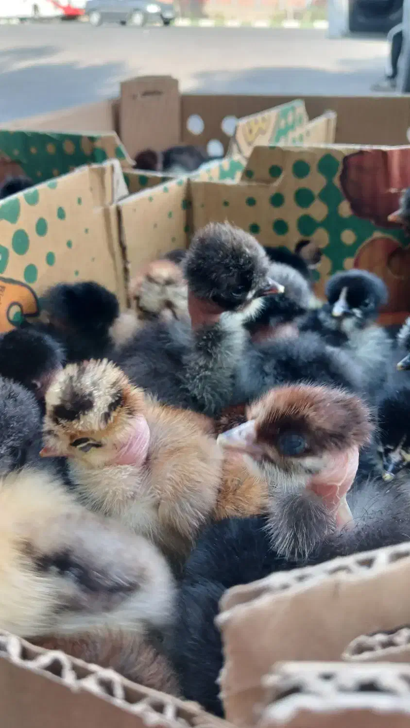 اردک بلک مرندی|حیوانات مزرعه|بیرجند, |دیوار