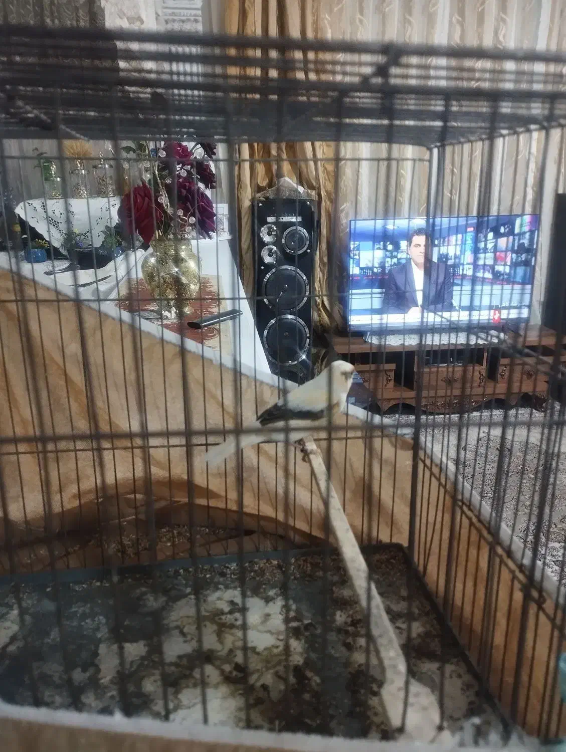 قناری ماده اماده مست|پرنده|بهارستان, |دیوار