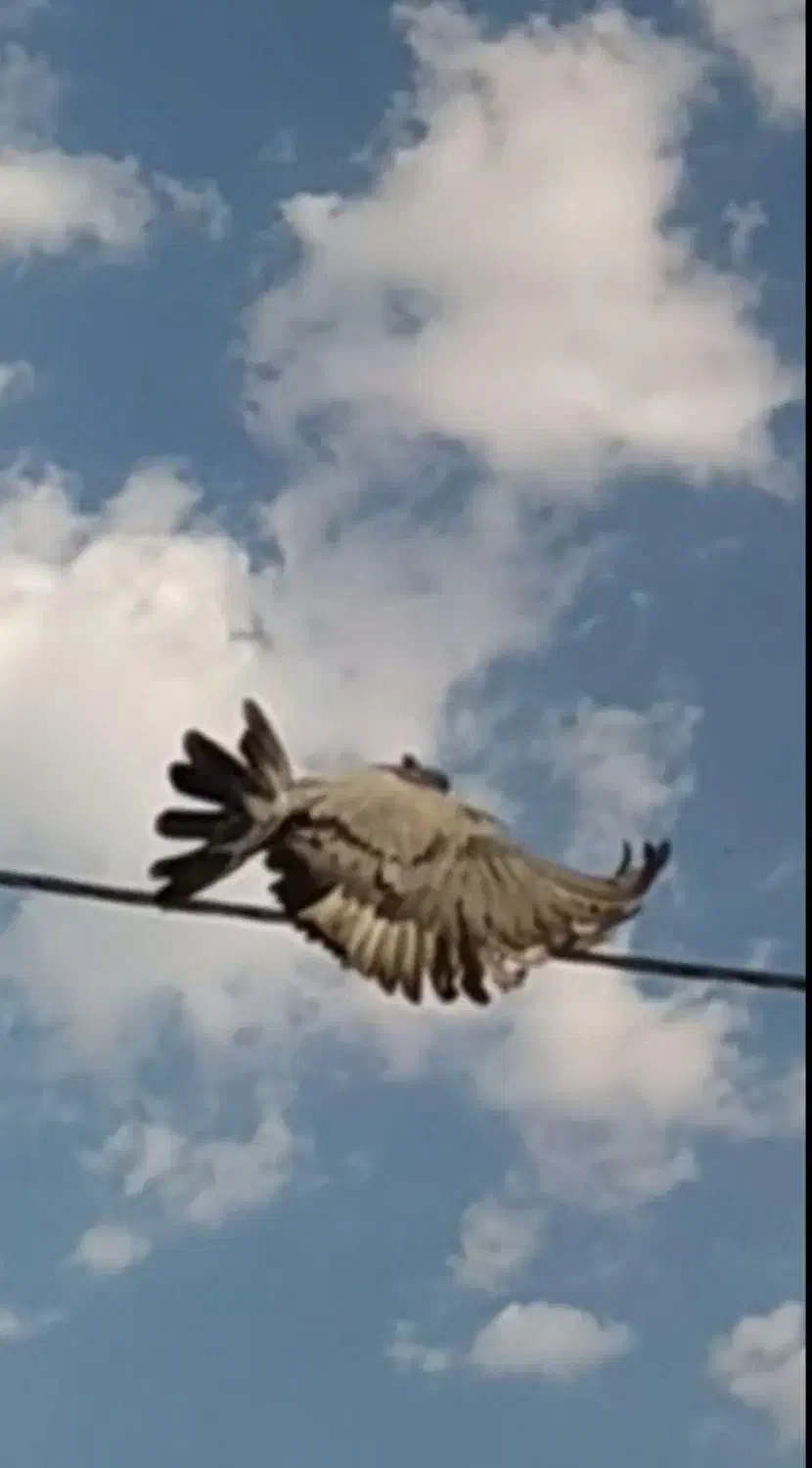 دمگیر فیروزه کاکولی|پرنده|اصفهان, گرکان|دیوار