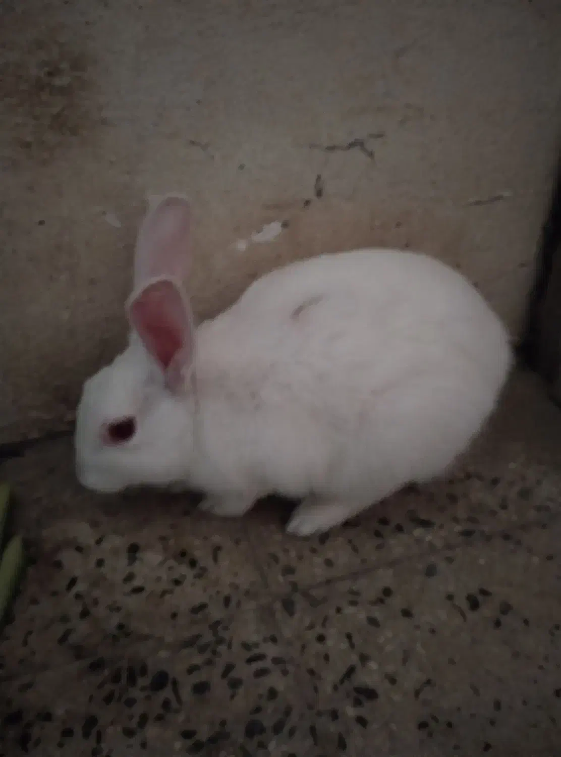 خرگوش|موش و خرگوش|هشتگرد, فاز ۷ مهستان|دیوار