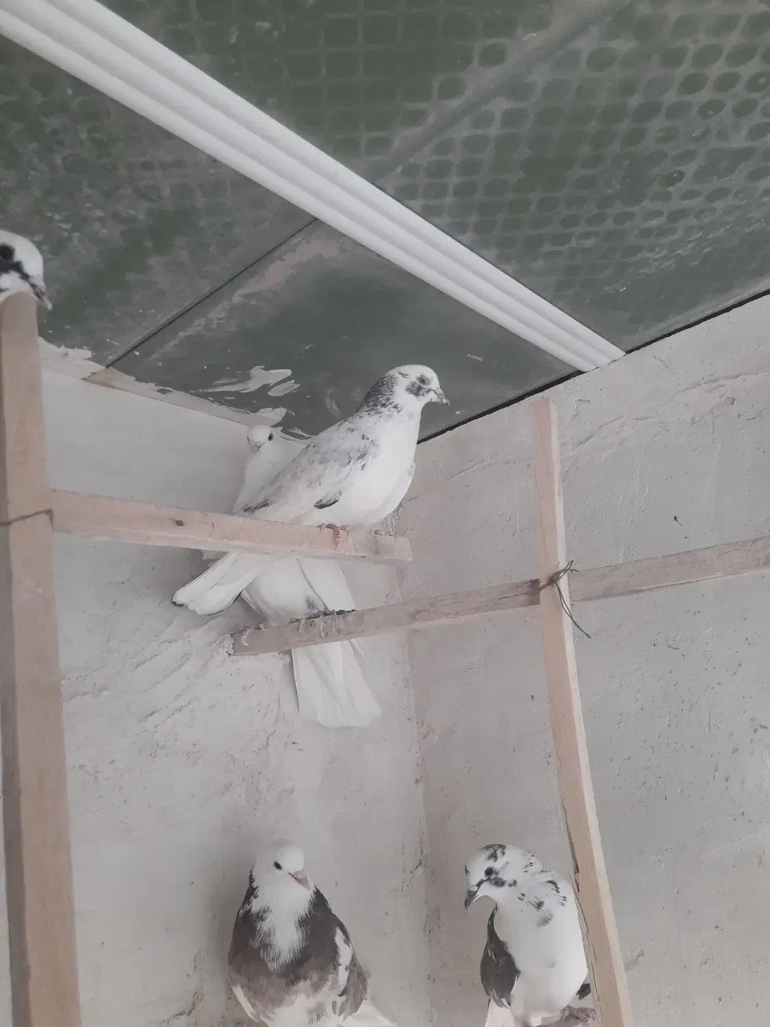 پرنده|پرنده|آران و بیدگل, |دیوار