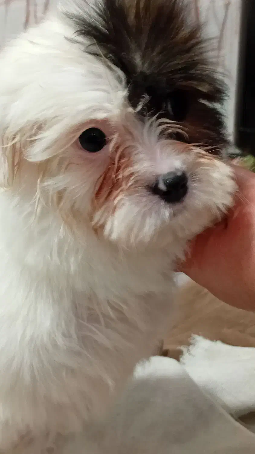 سگ شیتزو|سگ|ارومیه, |دیوار