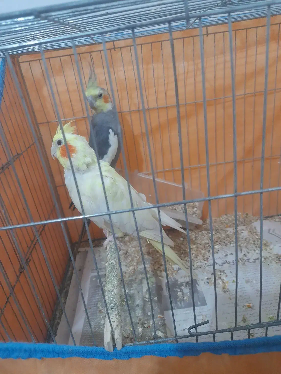 عروس هلندی بالغ اماده جفت گیری کرده|پرنده|رشت, حمیدیان|دیوار