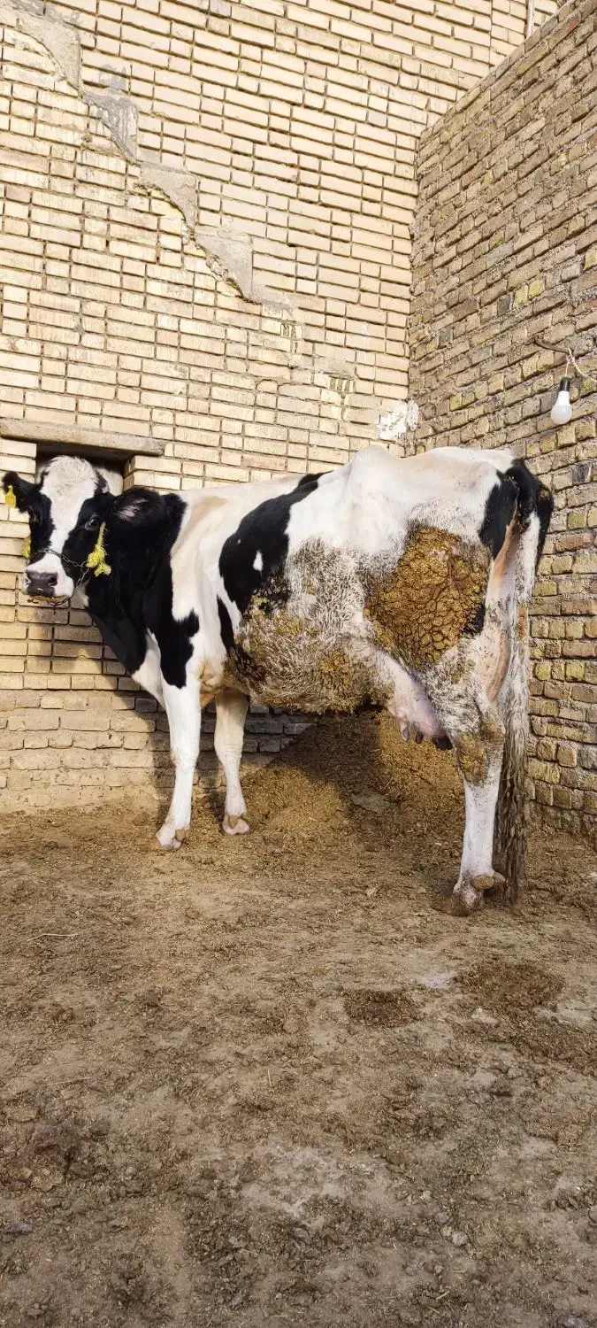 گاو با گوساله ماده درجه یک کاه خور|حیوانات مزرعه|الیگودرز, |دیوار