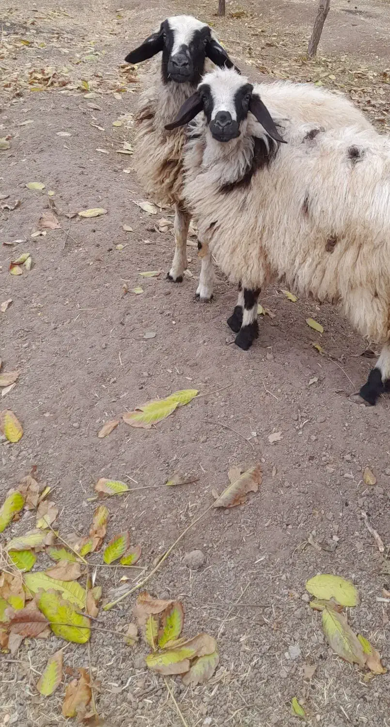 دو گوسفند ماده زیبا|حیوانات مزرعه|آذرشهر, |دیوار