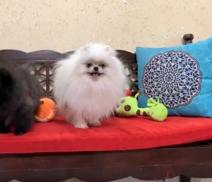 پامرانین خرسی|سگ|خرمآباد, |دیوار