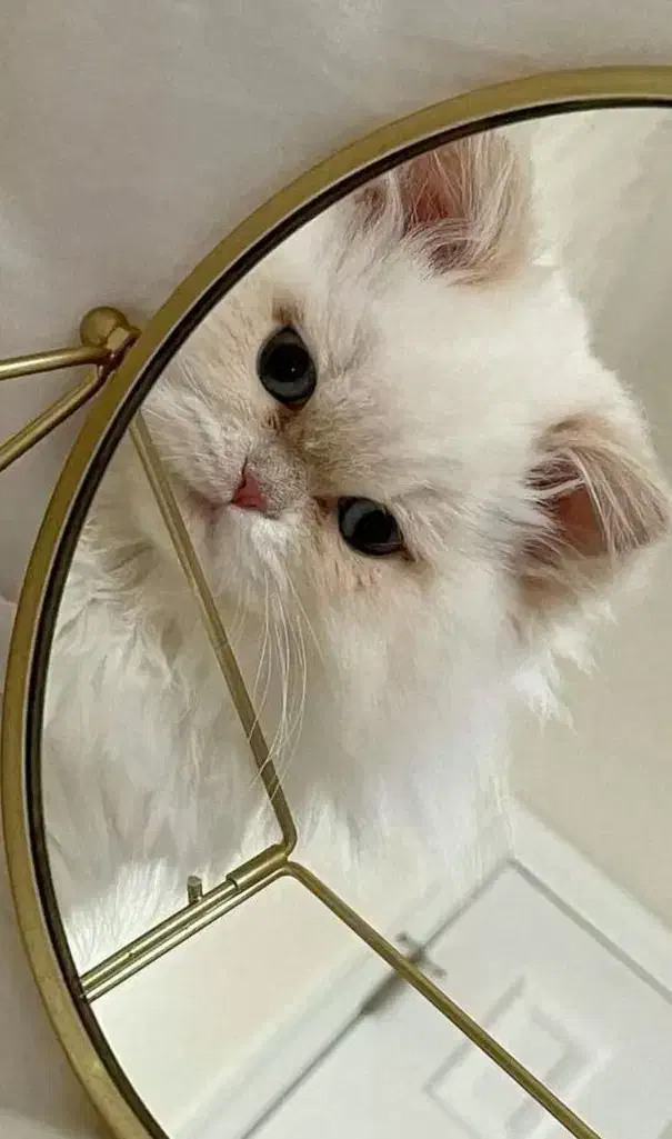 شیرین ترین گربه ی دنیا|گربه|قم, شاه ابراهیم|دیوار