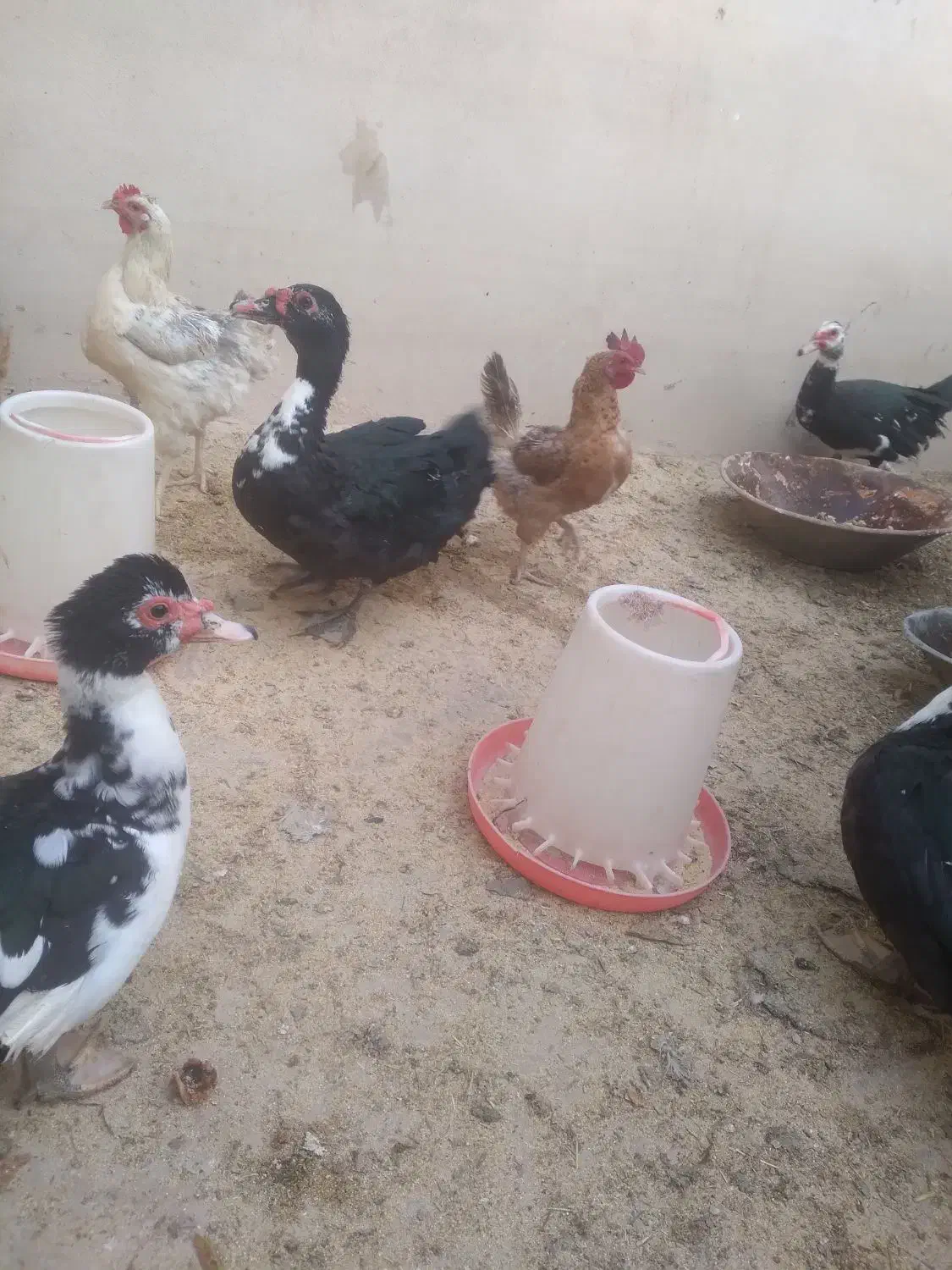 اردک اسراییلی و مرغ و خروس محلی|حیوانات مزرعه|سمنان, |دیوار