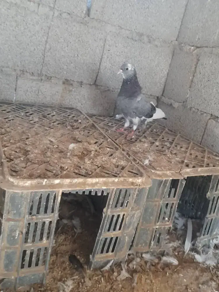 کبوتر نر پرشی شازده انگلیسی|پرنده|گمیشان, |دیوار