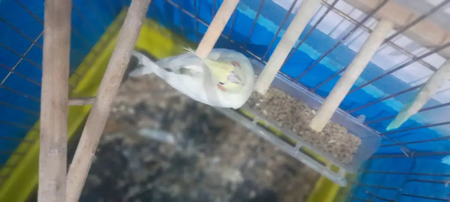 عروس هلندی|پرنده|پاکدشت, پاکدشت (مامازند)|دیوار