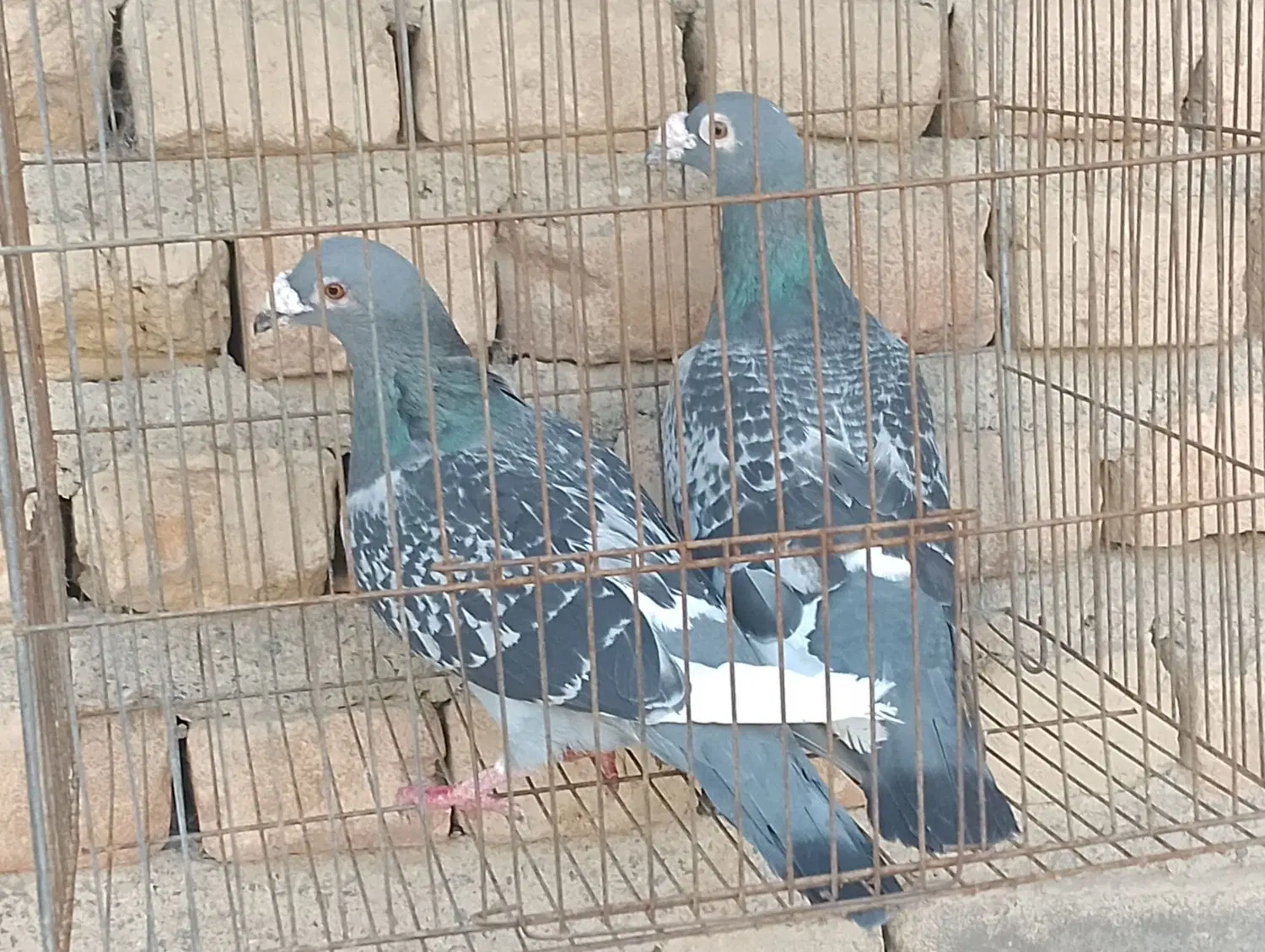 کبوتر|پرنده|آق قلا, |دیوار