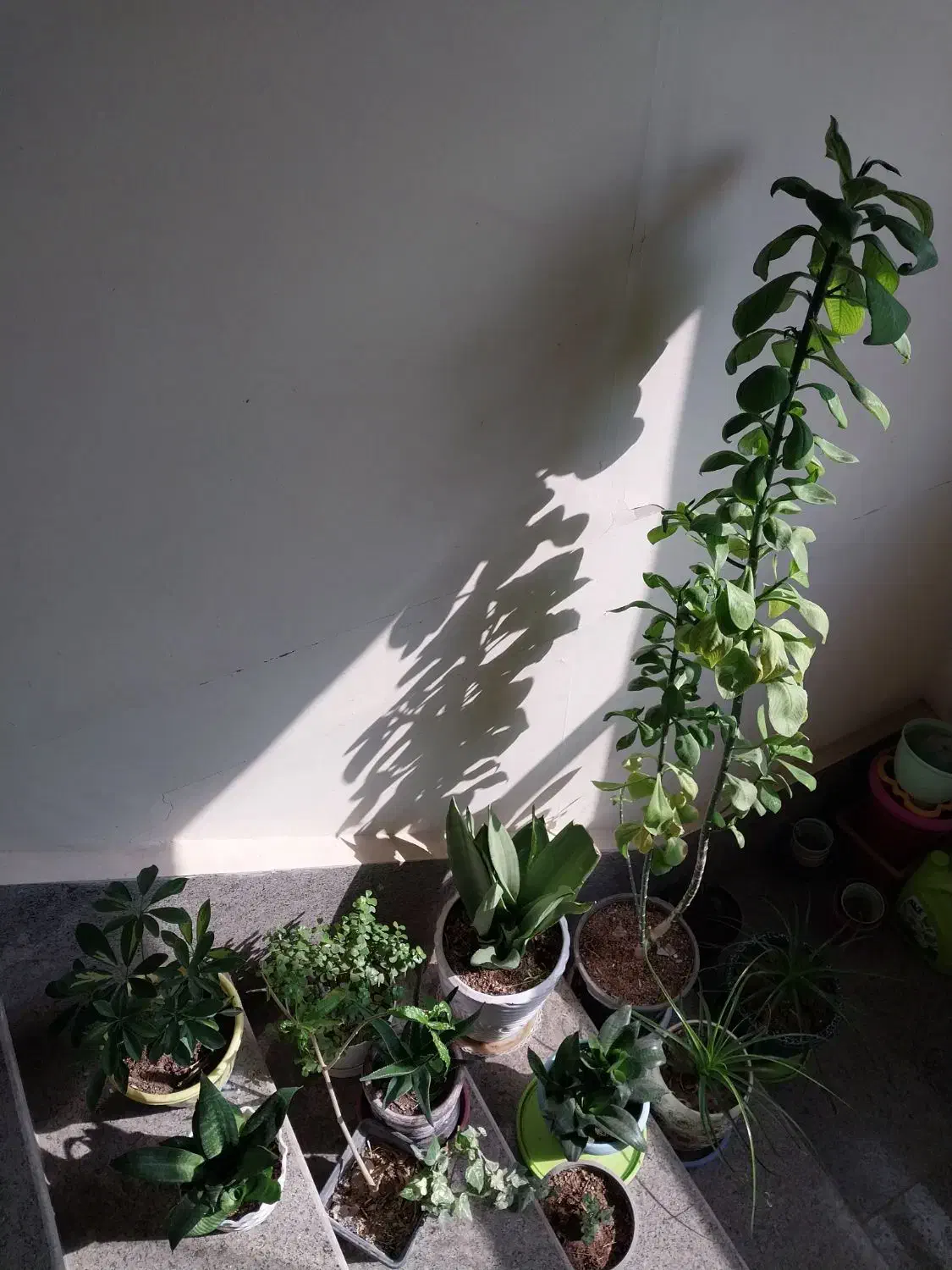 گل وگیاه|گل و گیاه طبیعی|پرند, فاز ۶|دیوار