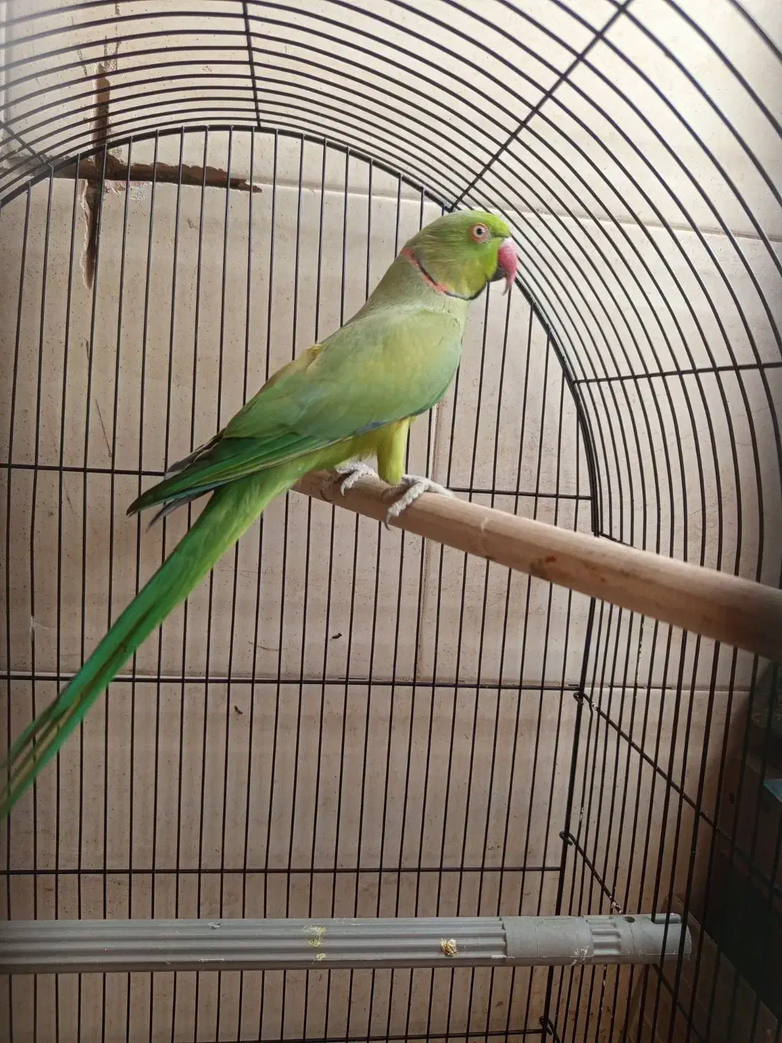 طوطی ملنگو|پرنده|قم, پردیسان|دیوار