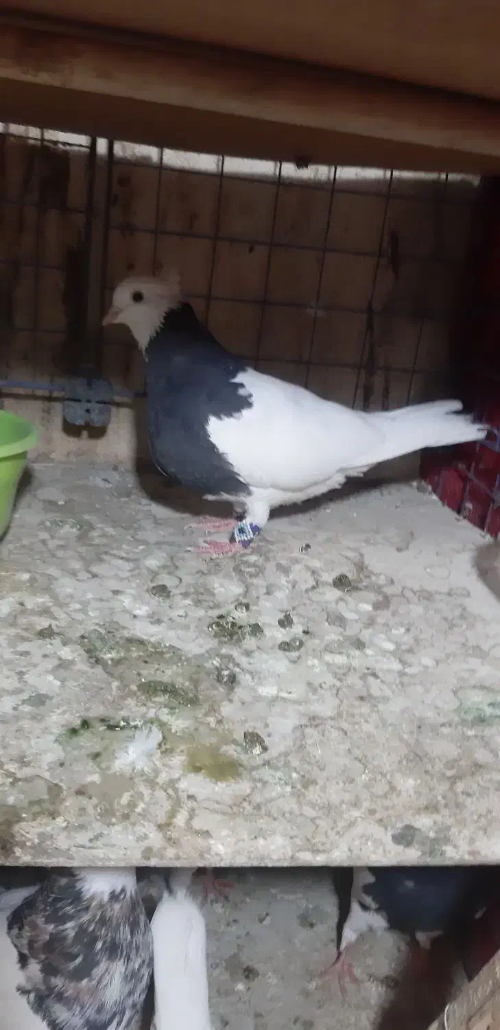 کبوتر طوقی|پرنده|تهران, شهرک شریفی|دیوار