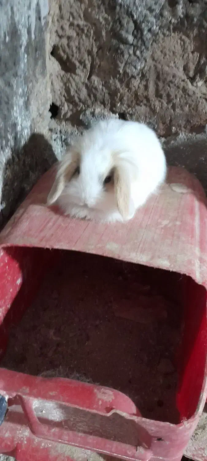 خرگوش لووپ اصیل توله|موش و خرگوش|بردسیر, |دیوار