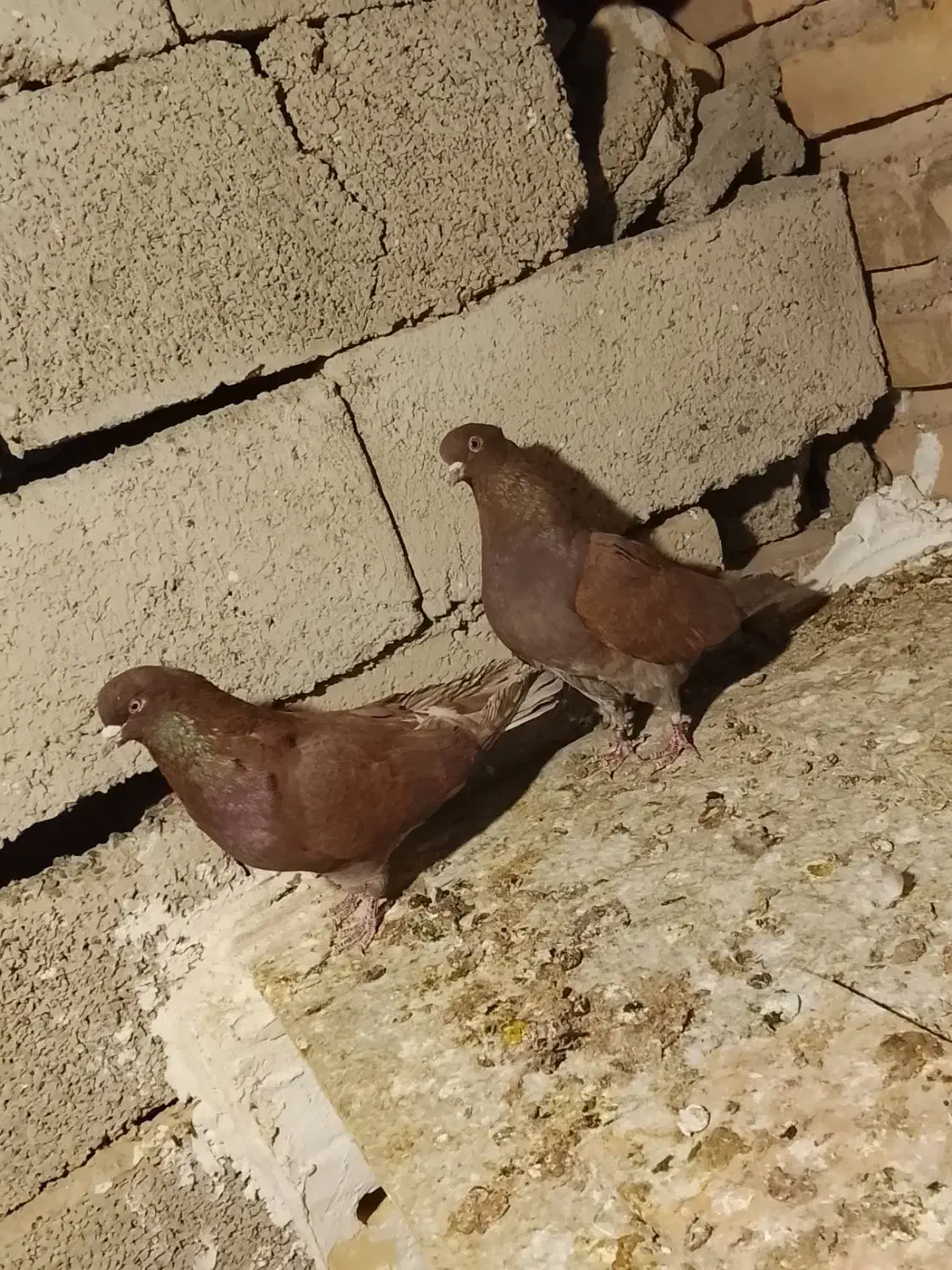 کبوتر پرشی|پرنده|سیرجان, |دیوار