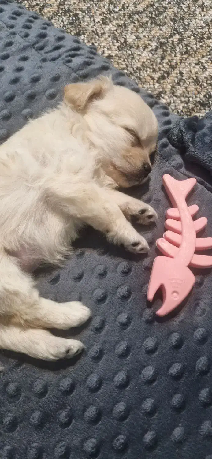 واگذاری سگ اشپیتز|سگ|جم, |دیوار