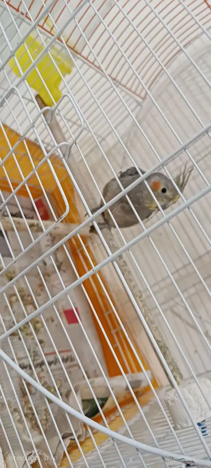 عروس هلندی|پرنده|کیاشهر, |دیوار