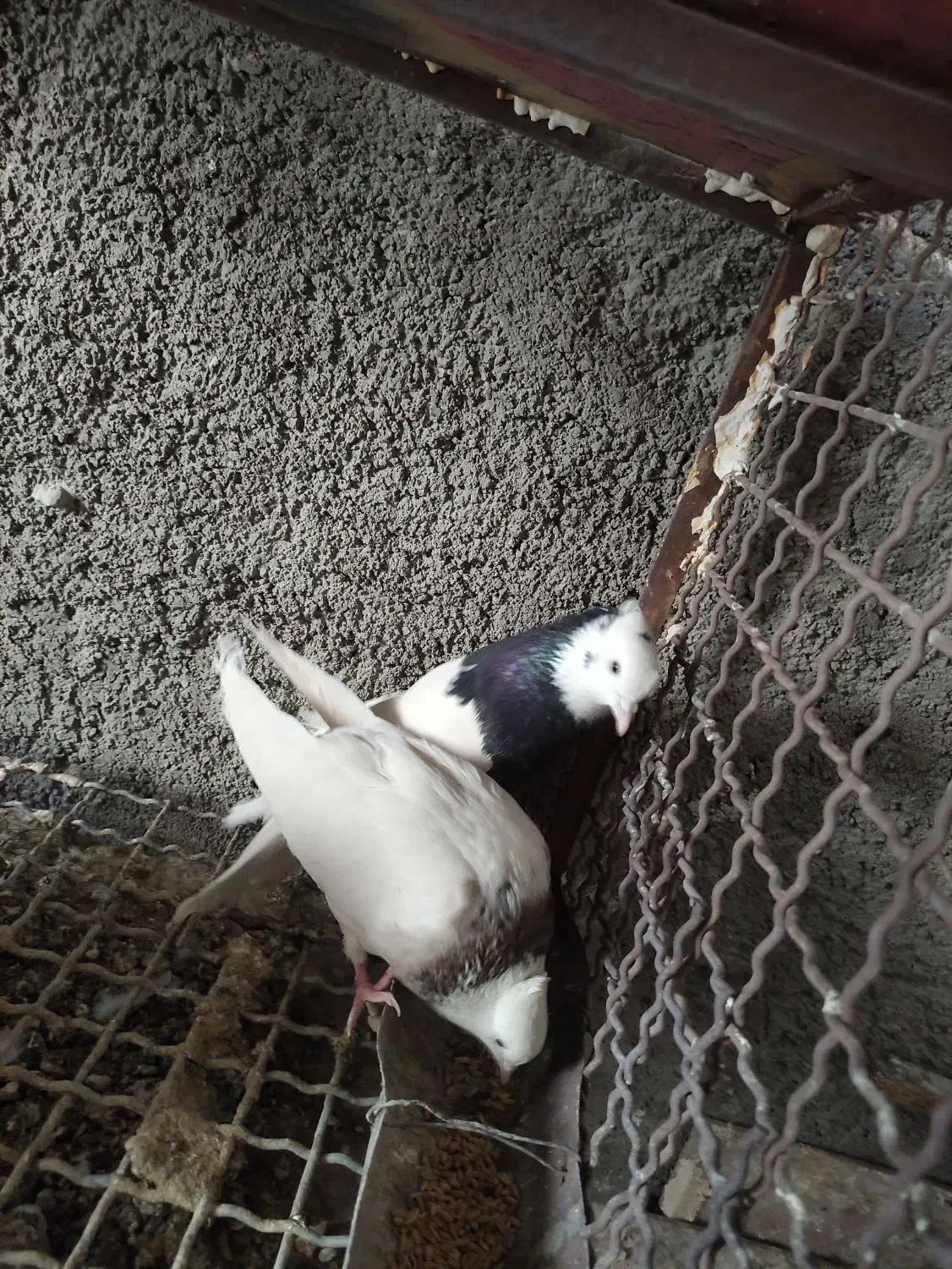 کفتر|پرنده|حمیدیا, |دیوار