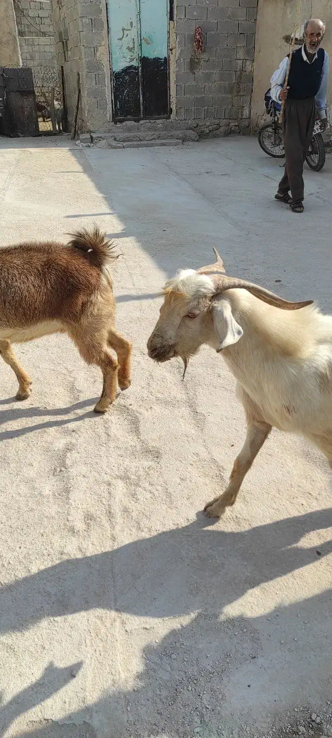 حیوان|حیوانات مزرعه|اهرم, |دیوار