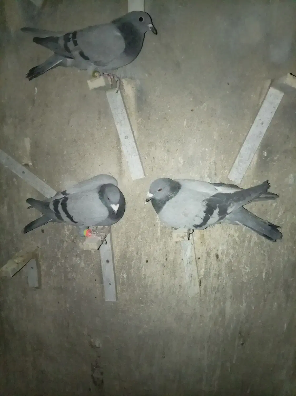 سه تا سبز|پرنده|خوسف, |دیوار