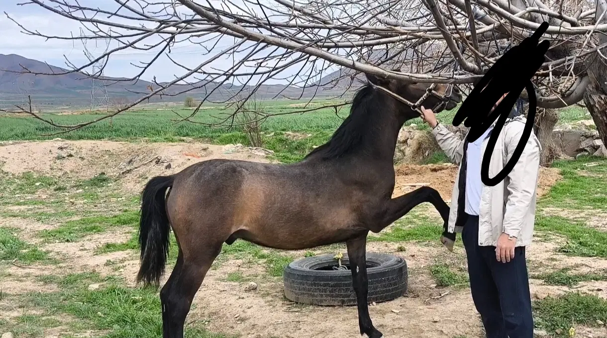 اسب|اسب و تجهیزات اسب‌سواری|کنگاور, |دیوار