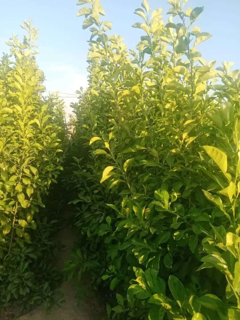نهال مرکبات وسیاه درخت|گل و گیاه طبیعی|شیراز, پودنک|دیوار
