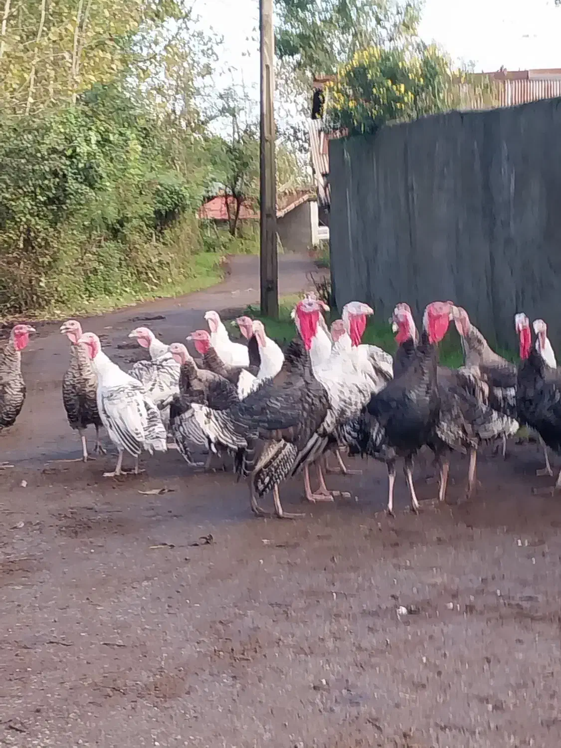 بوقلمون ماده|حیوانات مزرعه|رضوانشهر, |دیوار