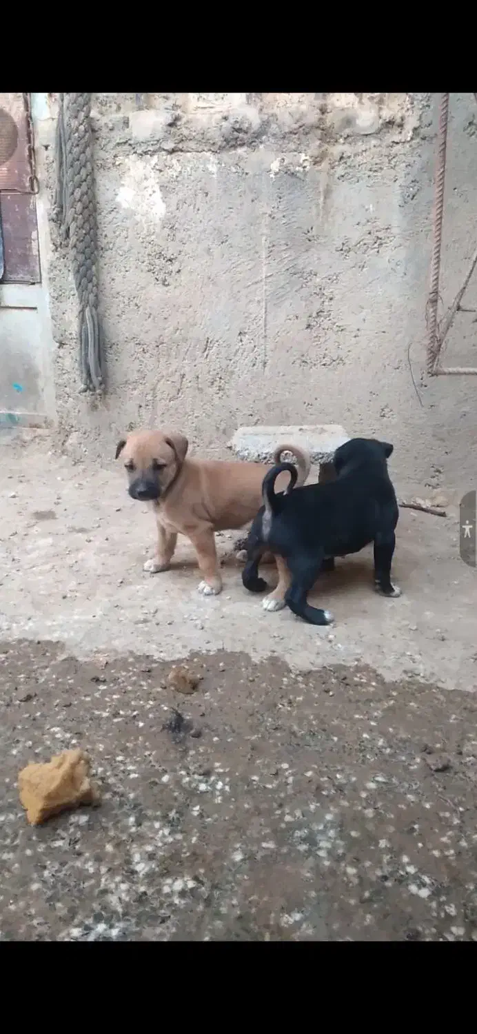 سرابی خالص پدرمادرش هم موجودن|سگ|شوشتر, |دیوار