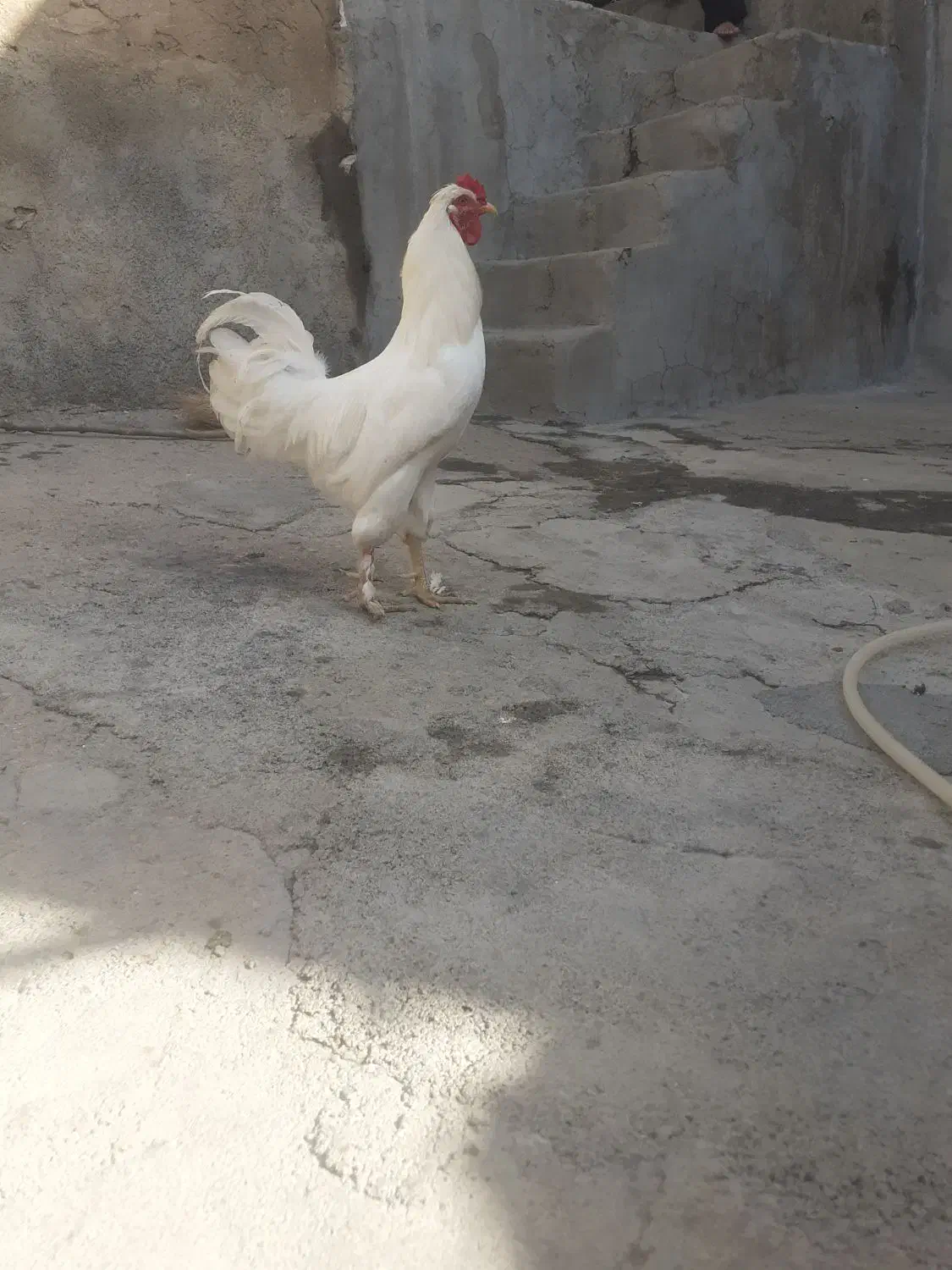 خروس کاکلی پاپر یه تیغ سفید ۱ساله|حیوانات مزرعه|صحنه, |دیوار