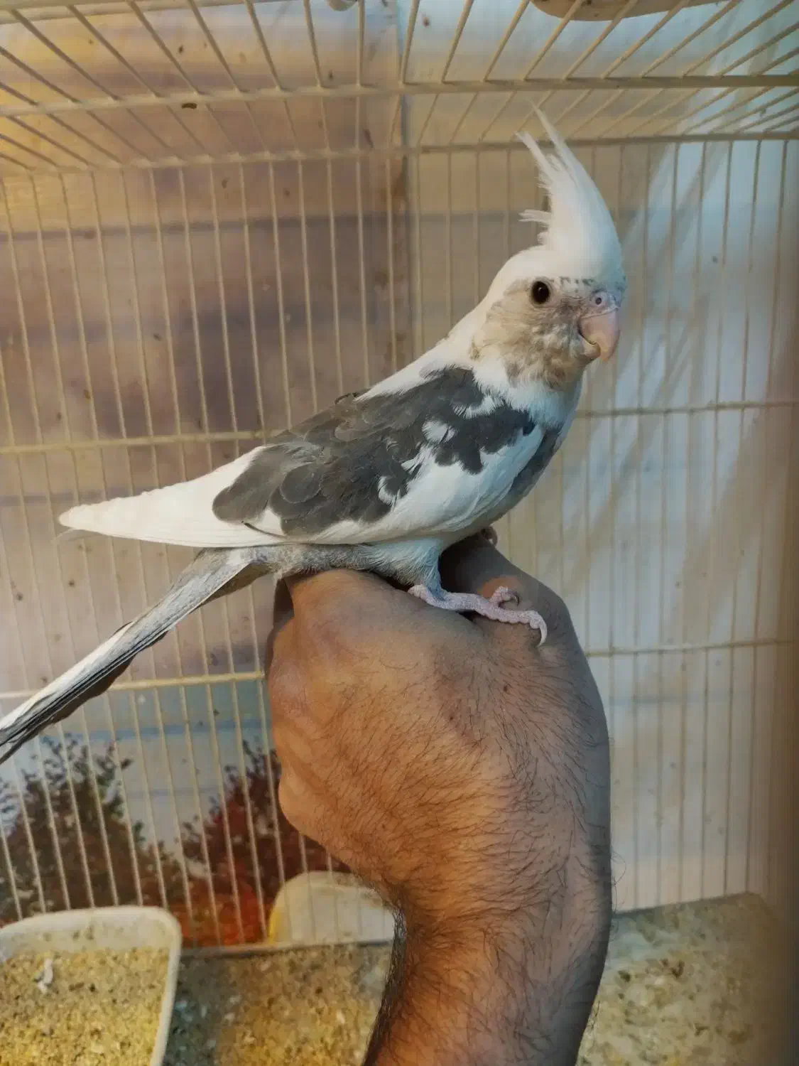 عروس سرلاکی گرینچیک دستی مرغ عشق|پرنده|سبزوار, فیاض|دیوار